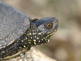 European Pond Terrapin (Emis orbicularis)