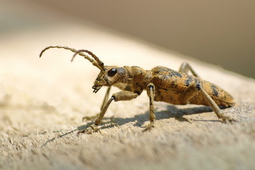 Rhagium inquisitor, Ribbed pine borer