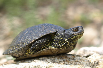 European Pond Terrapin (Emis orbicularis)