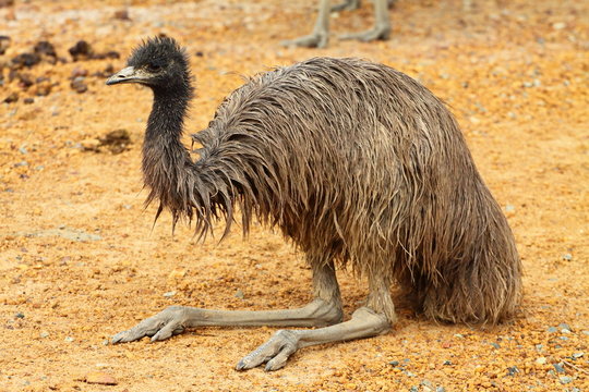 Portrait of an Emu in Australia