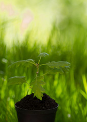 1-month seedling oak