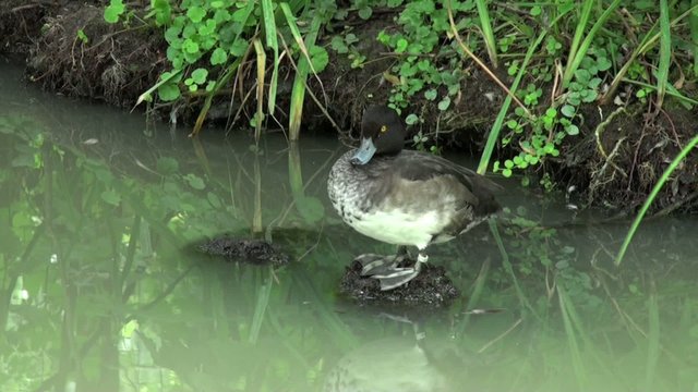 Canard figule sur l'eau