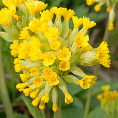 Schlüsselblume - Primula veris