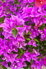 Feungfah purple flowers