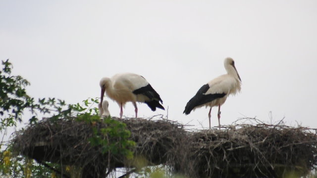 Weissstorch