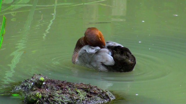 Canard figule lissant ses plumes sur l'eau
