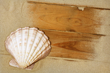 Scallop on sand