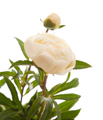 white peony