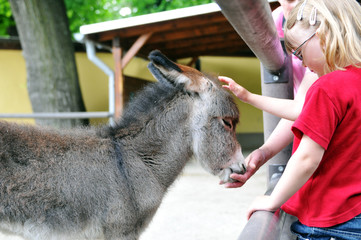 Streichelzoo © jörn buchheim