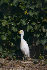 Cattle Egret Bubulcus ibis