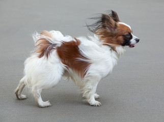 Декоратиивная собачка папильон.