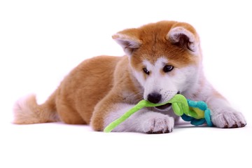 liegender Akita Inu Welpe schüchtern