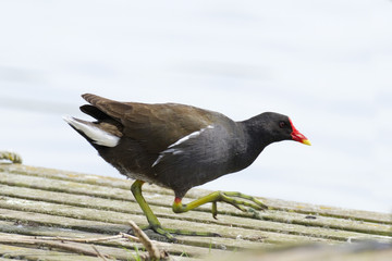 Gallinula chloropus - Gallinule poule d'eau - Common Moorhen