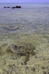 Obraz premium hawaiian green sea turtles swimming near shore in hawaii