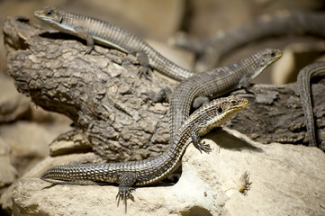 Lézards