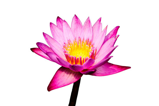Purple Lotus Blooming Isolated on White Background