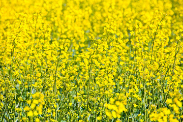 Wind powerplants countryside