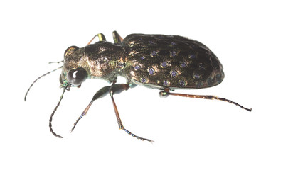 Ground beetle (Elaphrus riparius) isolated on white background