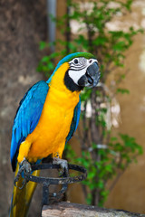 Blue and Yellow Macaw