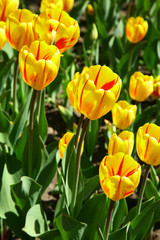 Sunny field of yellow flowers
