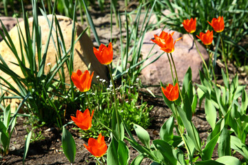 Orange flowers in the garden of stone