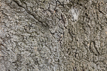 Cork bark