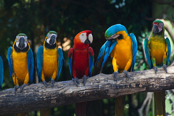 Colorful Macaw