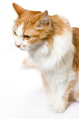 Cat on the white background
