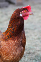 chicken