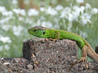 Zauneidechse - Lacerta agilis