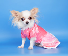 Little dog in a dress