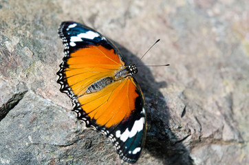 papillon orange
