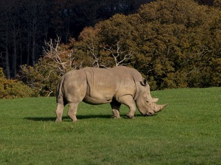 Obraz premium Rhinoceros eating grasss