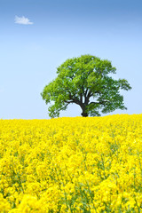 Landscape with a lonely tree in a rape field under  clear sky