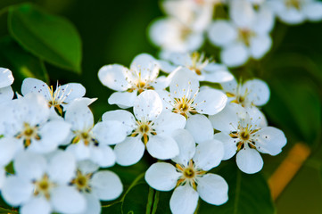 Apple tree blossom, white flowers on a green leaves background
