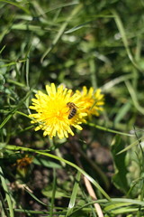 bee on dandelion