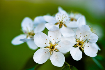 Obraz na płótnie Canvas Jabłoń kwiat, białe kwiaty na zielonym tle liści