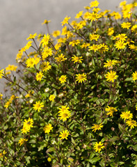 Husarenknöpfchen, Sanvitalia procumbens, Sommerblumen