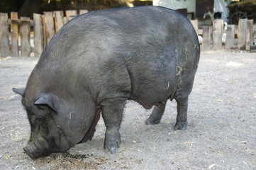 Fat pig.