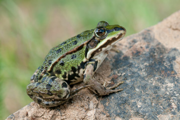 green frog
