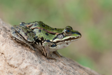 green frog
