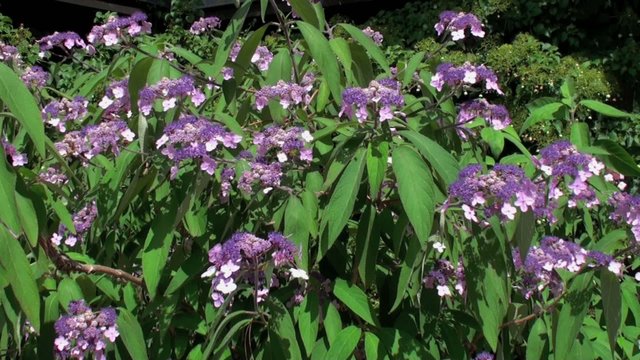 Hortensia en fleur dans un vent leger
