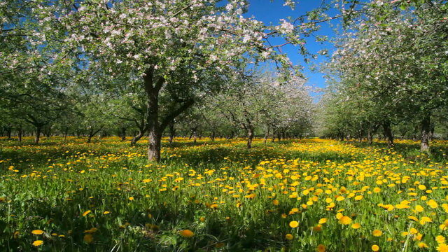 apple garden blossom, panorama