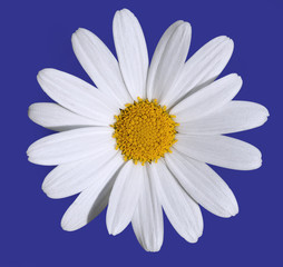 Daisy with clipping path