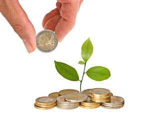Citrus sapling growing from coins