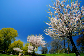 A Beautiful Spring Day in the Park © pongsakorn1