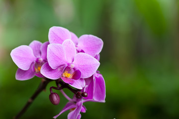 Fototapeta na wymiar beautiful purple orchid