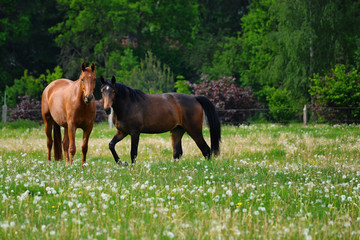 Hannoveraner Pferde