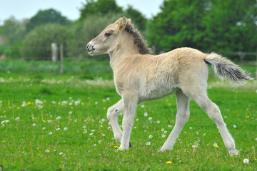 Fototapeta premium Isländerfohlen