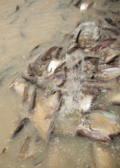 feeding catfish in river of thailand